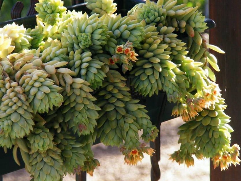 千佛手叶插苗怎么养,多肉千佛手的养殖方法和注意事项