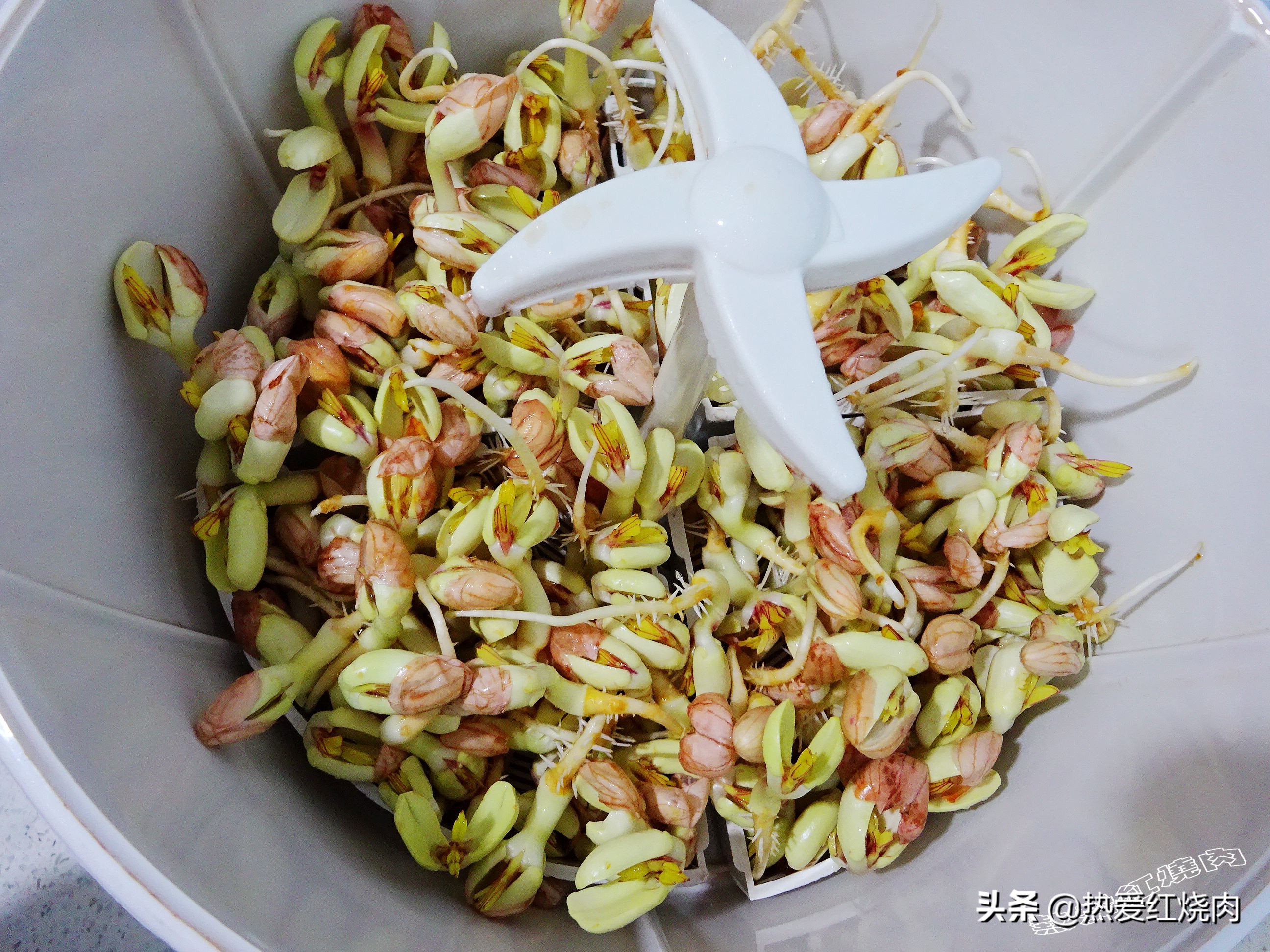 花生芽容易买得到吗,花生做花生芽