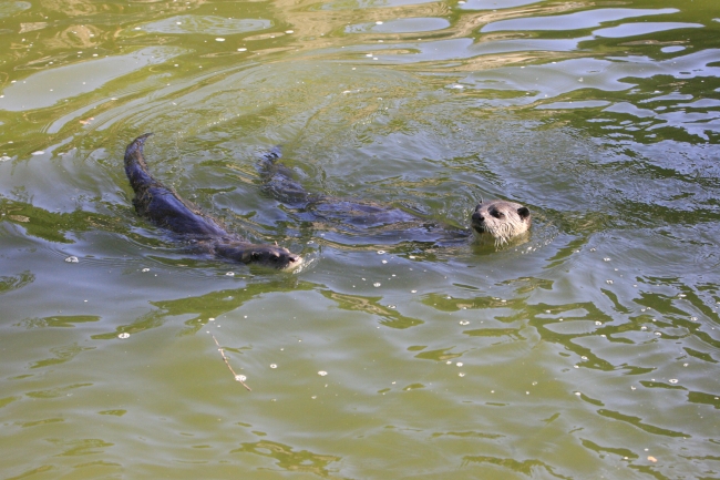 上海野生动物园小爪水獭,北京动物园的小爪水獭