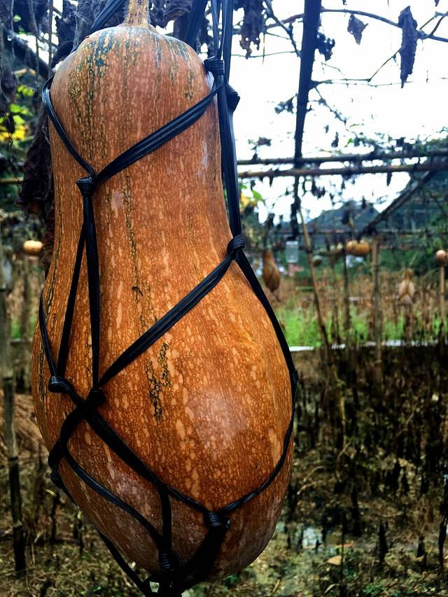 乡情散文：庄稼院儿的种地“留种”