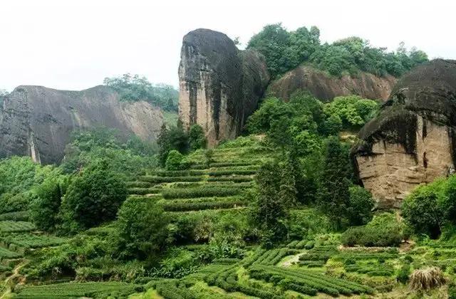 中国十大名茶最新排名绿茶,中国十大名茶
