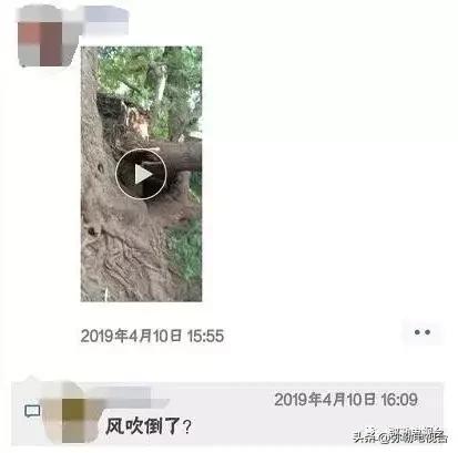 一棵被保护的百年古树,一棵百年的古树被雷击