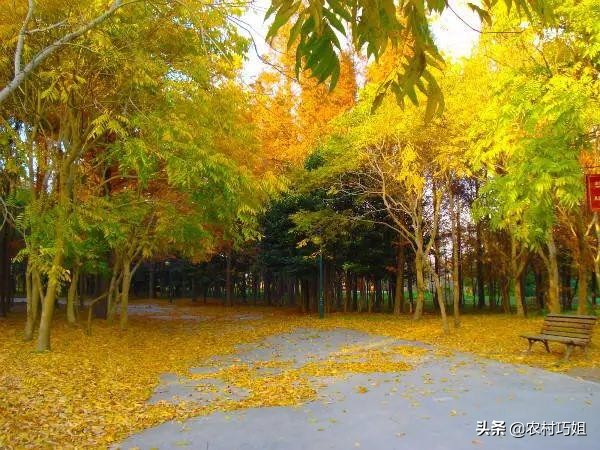 无患子种植技术和方法,无患子树种植技术视频