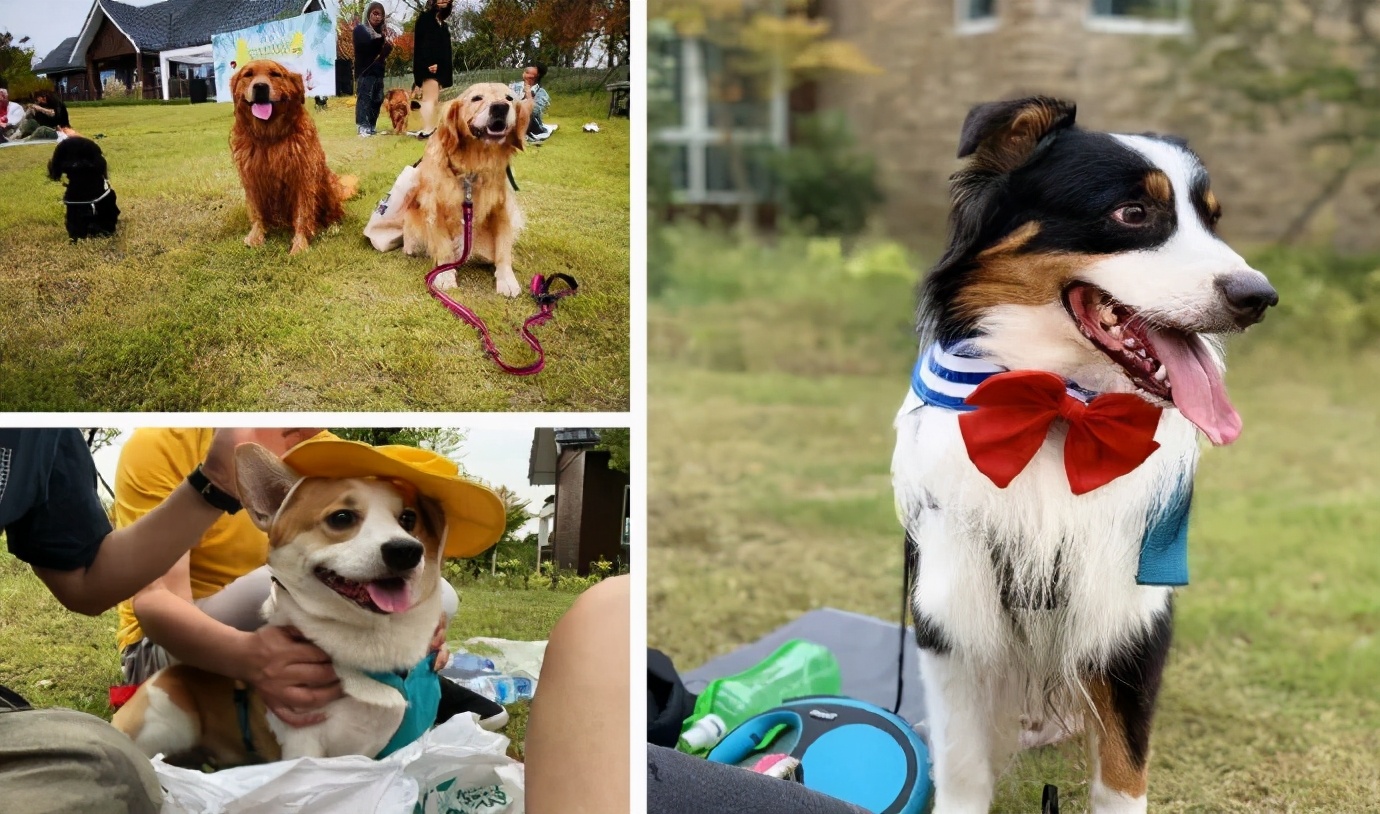 苏州的宠物公园在哪里,苏州有哪些乐园可以带宠物