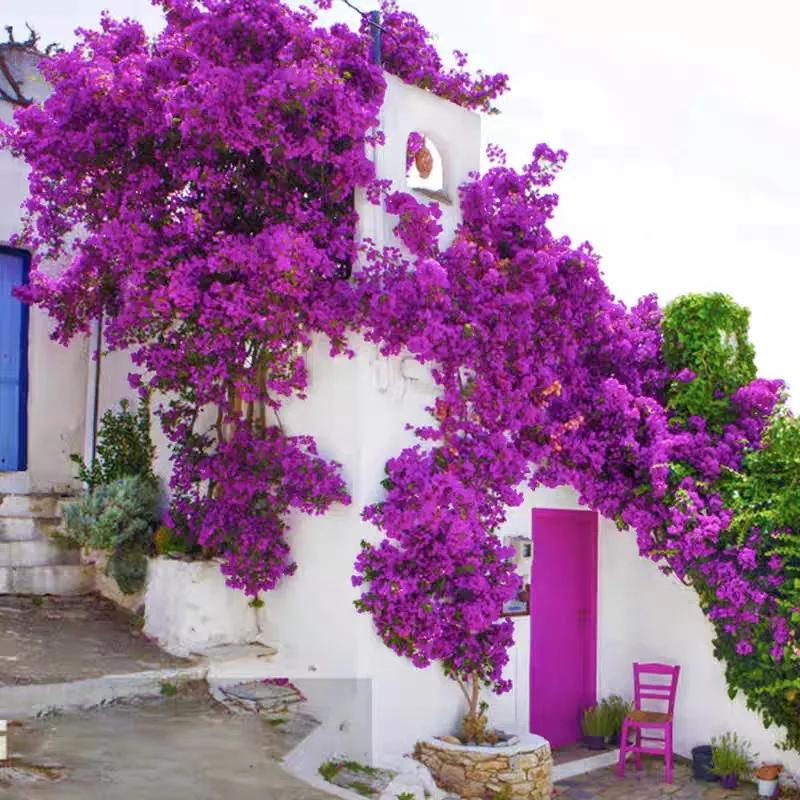 2021年大火的10个三角梅品种，图名并茂欢迎认领，看有无你喜欢的