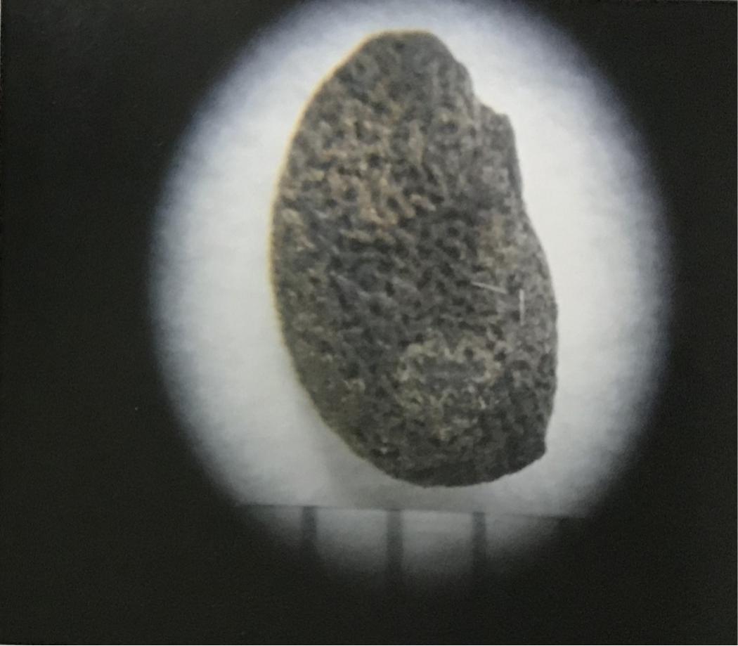 补骨脂可以补骨头吗,骨碎补和补骨脂哪个补骨效果好