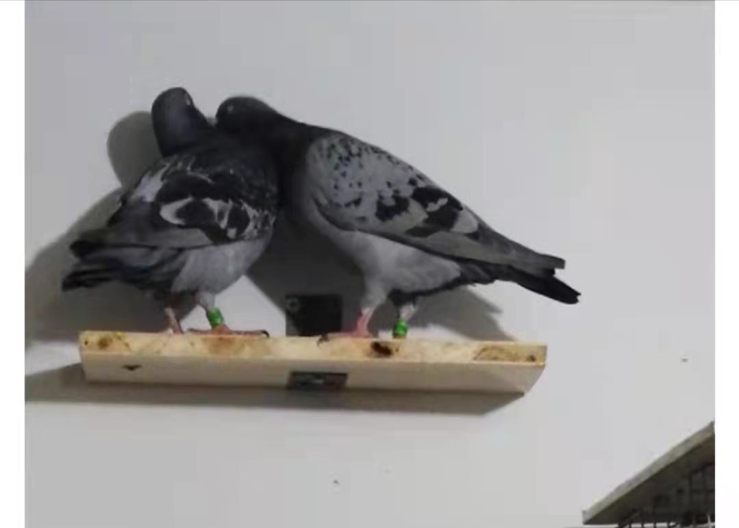 热爱赛鸽养鸽之路不易,养鸽爱鸽人