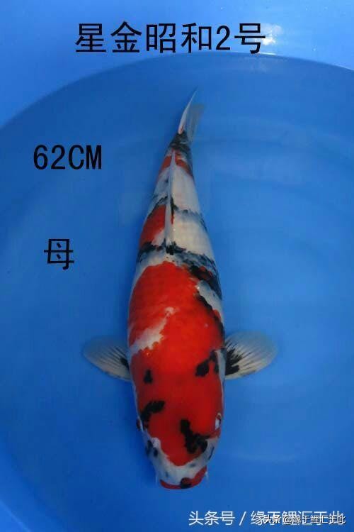 剖析那些你看不懂的锦鲤肢体语言