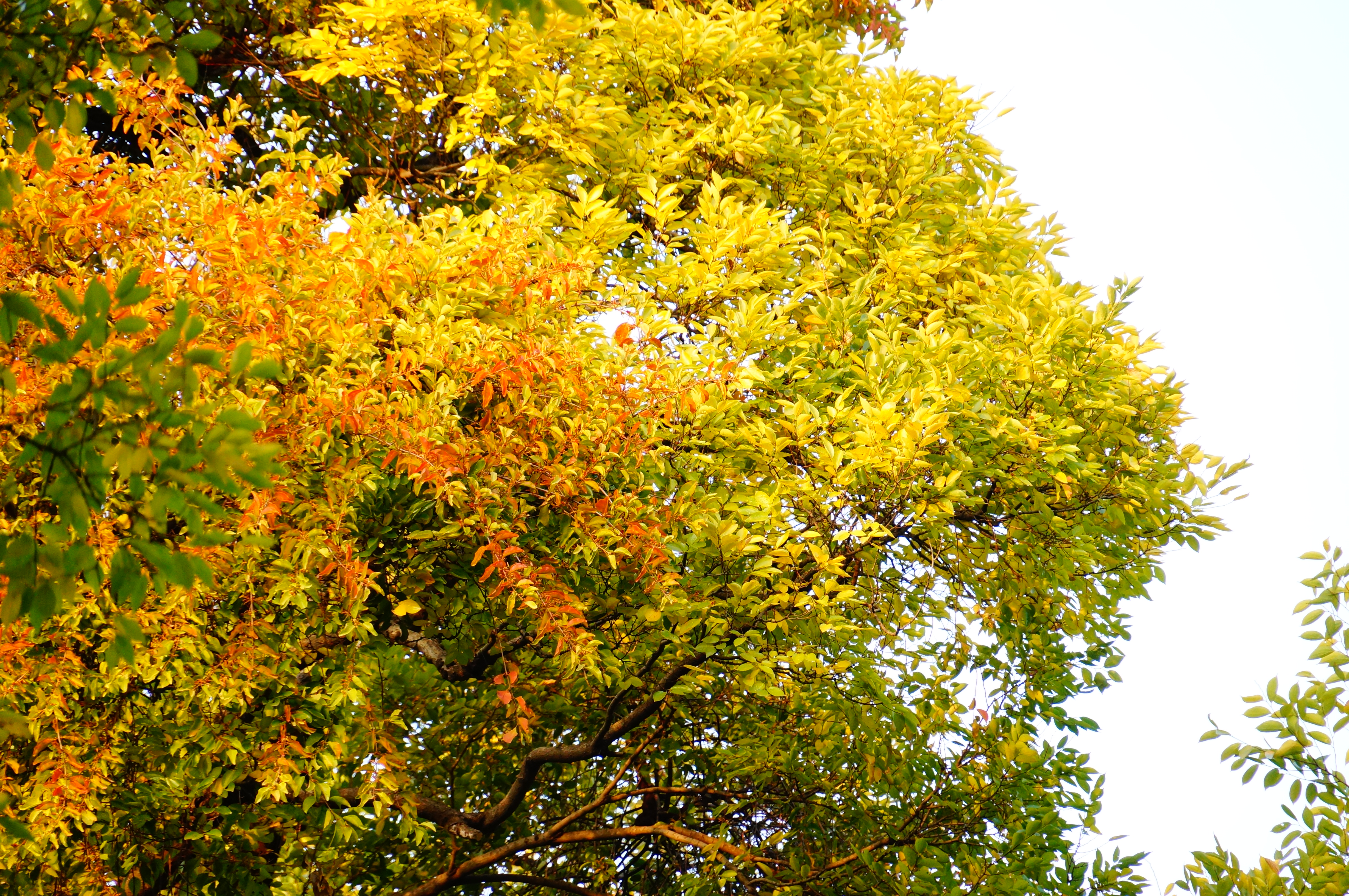 柳州的柳侯公园景色,柳州的秋天美景