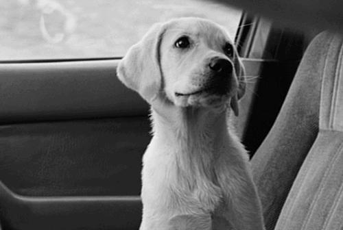 狗狗口吐白沫无精打采,2个月狗狗口吐白沫有点水