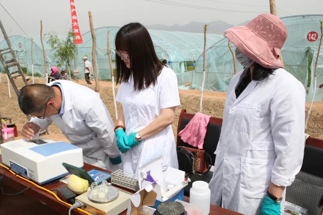 黑柳子白梨脆甜瓜直播,黑柳白梨脆