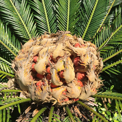 100种最毒的毒花,20种有毒的大毒花