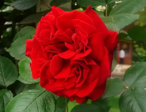 摄影艺术100种花的花语太全了,100种花卉和花语