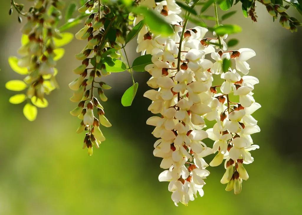 2022年野生菌什么时候大量上市 (山里的野菌样品及价格)