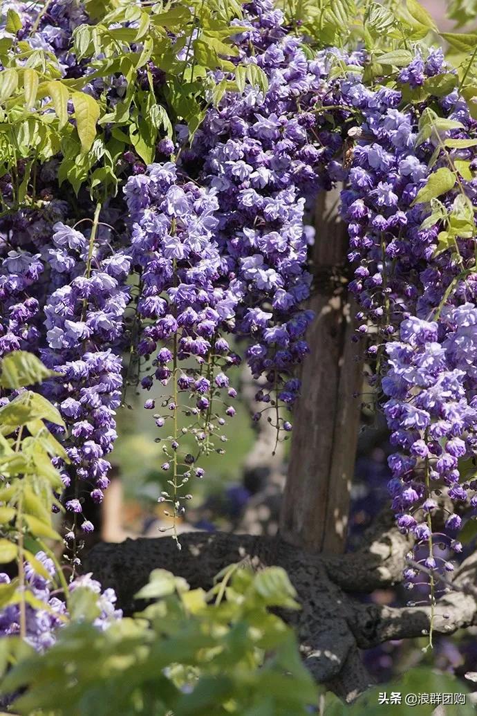 中式庭院藤类植物,枫树和紫藤