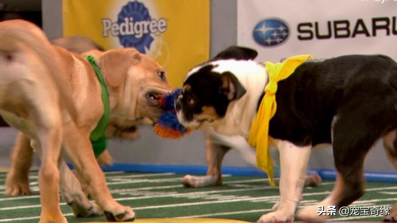 宠物全美大赛,美国奥兰多宠物展冠军