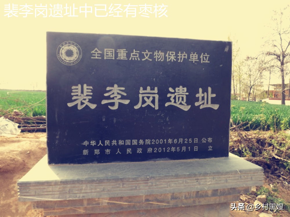 红枣的成长历程,红枣原来是什么样的