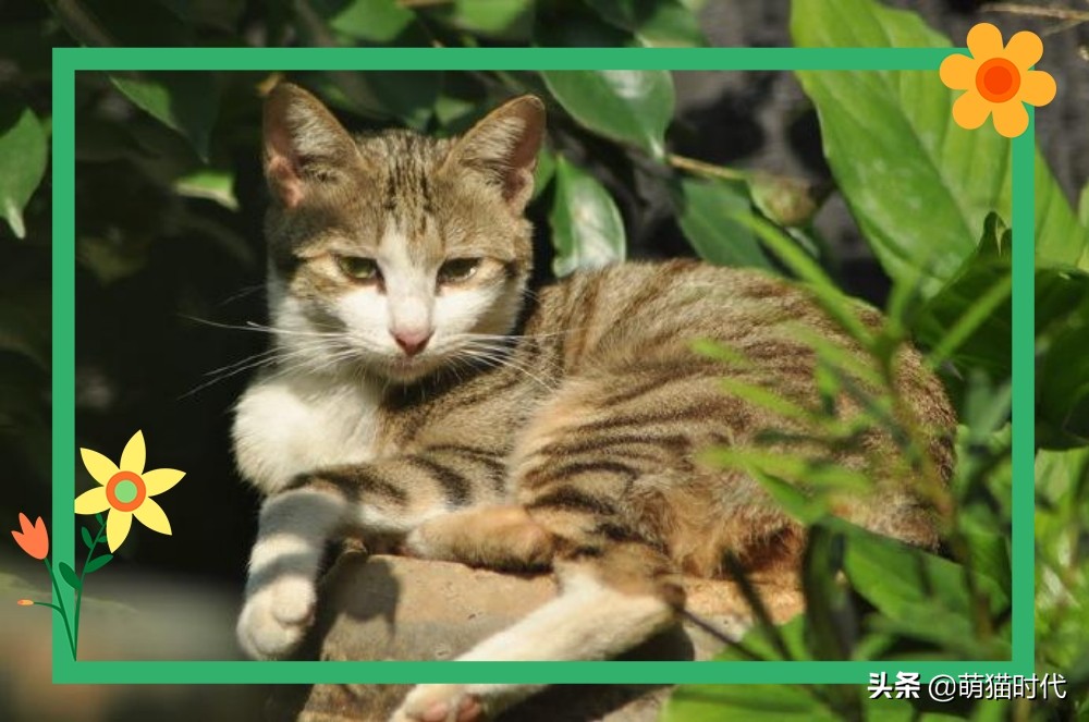 捡到没断奶的流浪猫应该怎么办,捡到无毛流浪猫怎么办