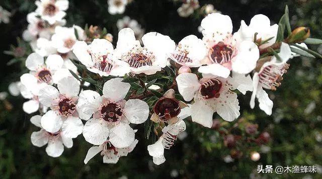 新西兰麦卢卡蜂蜜怎么辨别真假,新西兰麦卢卡蜂蜜假的多吗