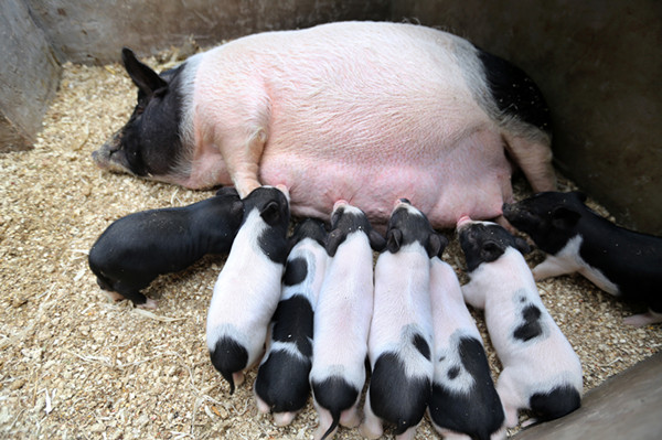 藏香猪河南,东北辽宁养殖藏香猪