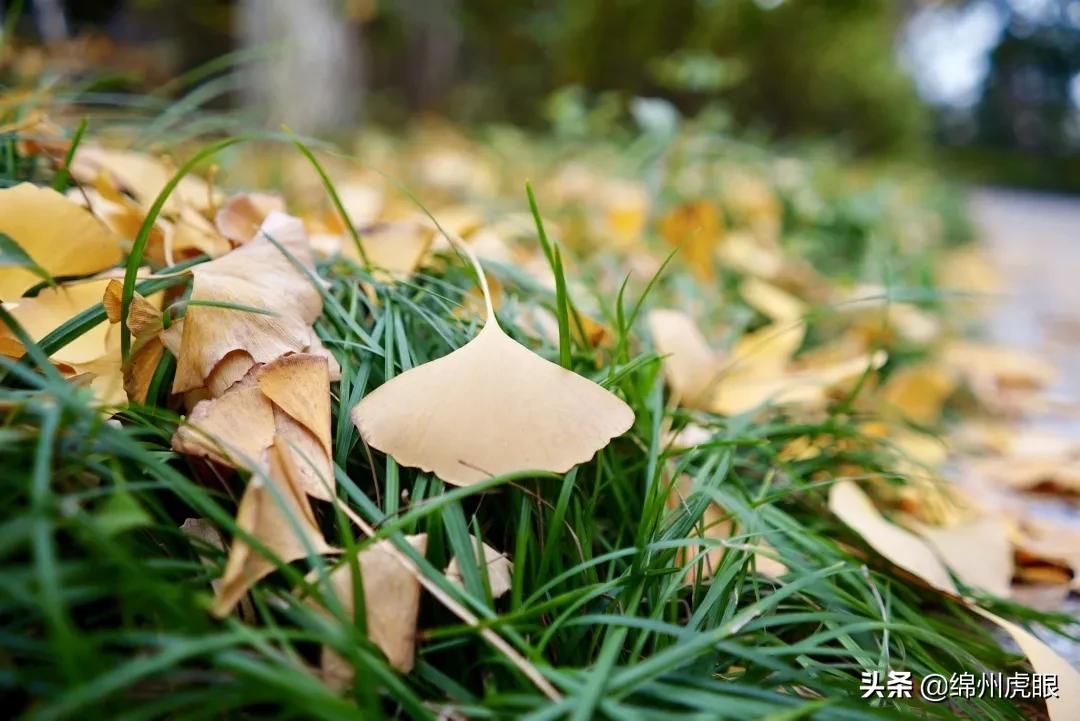 绵外20年校庆,20年前的今天