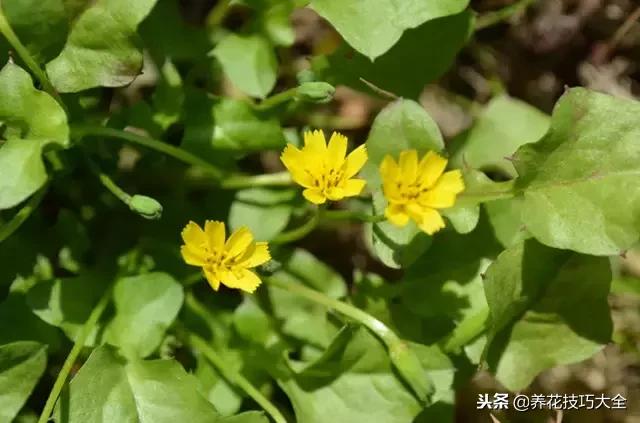 常见小区绿化100种植物图片,常见的水生植物有哪些种