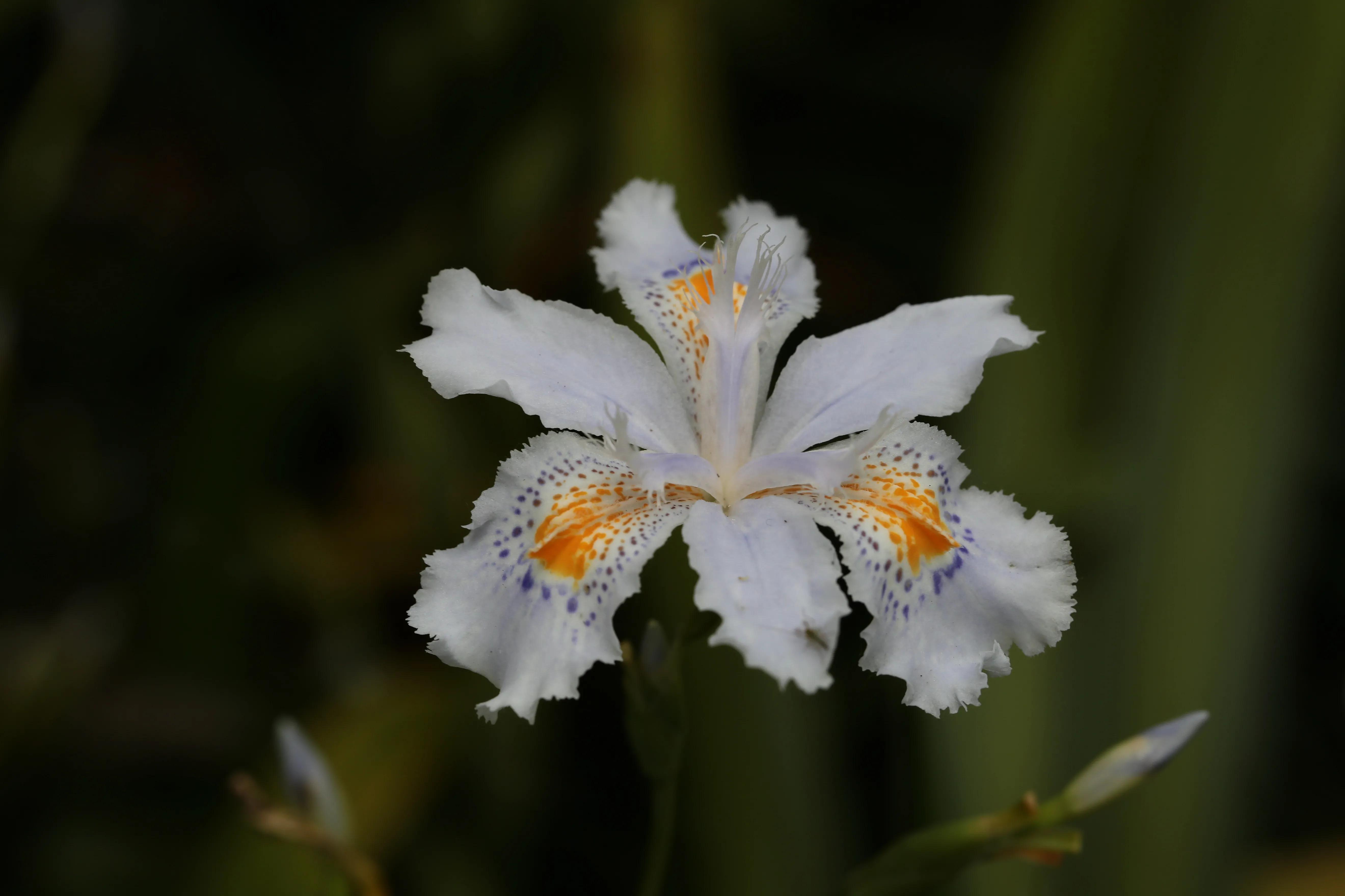 西溪湿地花朝节花草集（2）