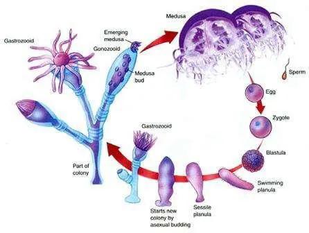 物种起源纪录片,物种的起源全文免费阅读