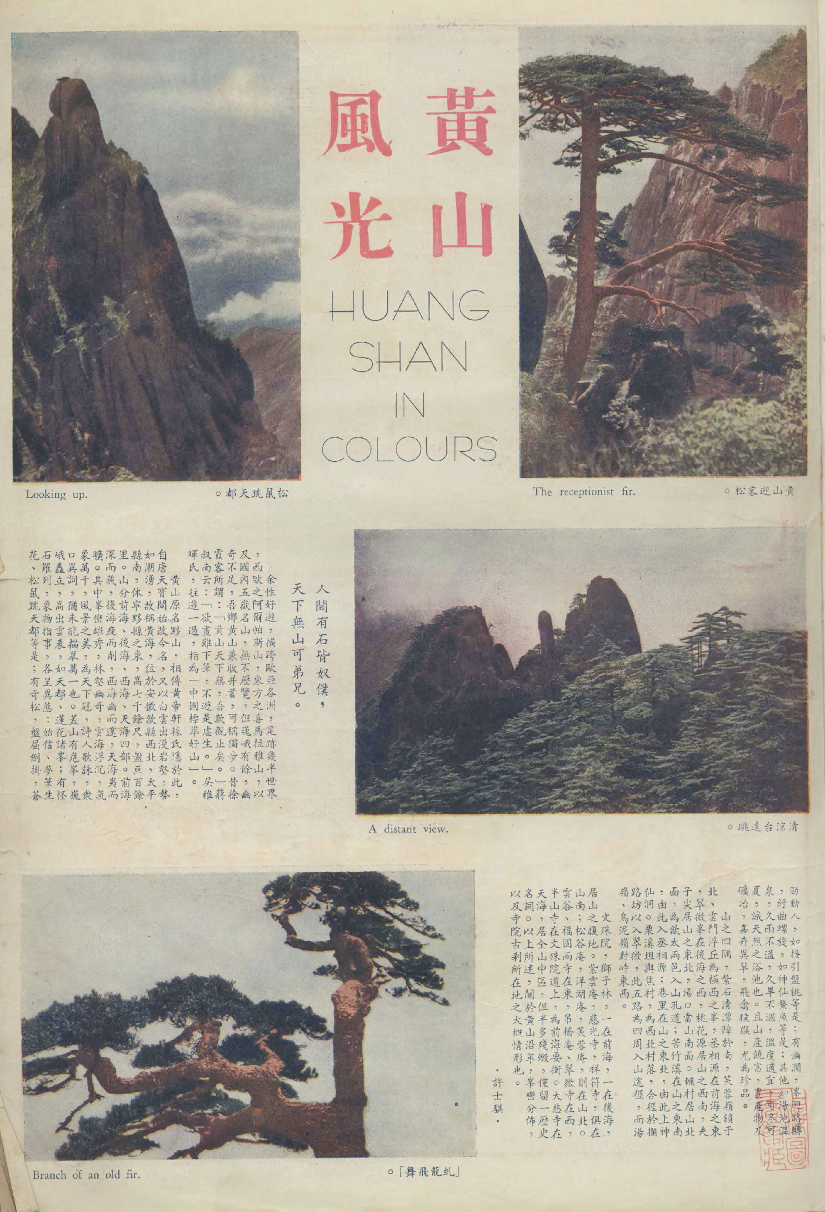 贵宾迎客松的真假辨别方法,黄山迎客松真假