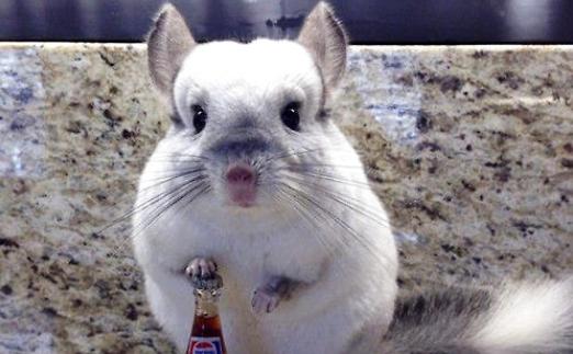 宠物龙猫饲养介绍大全,好奇心强的宠物龙猫的养护手册