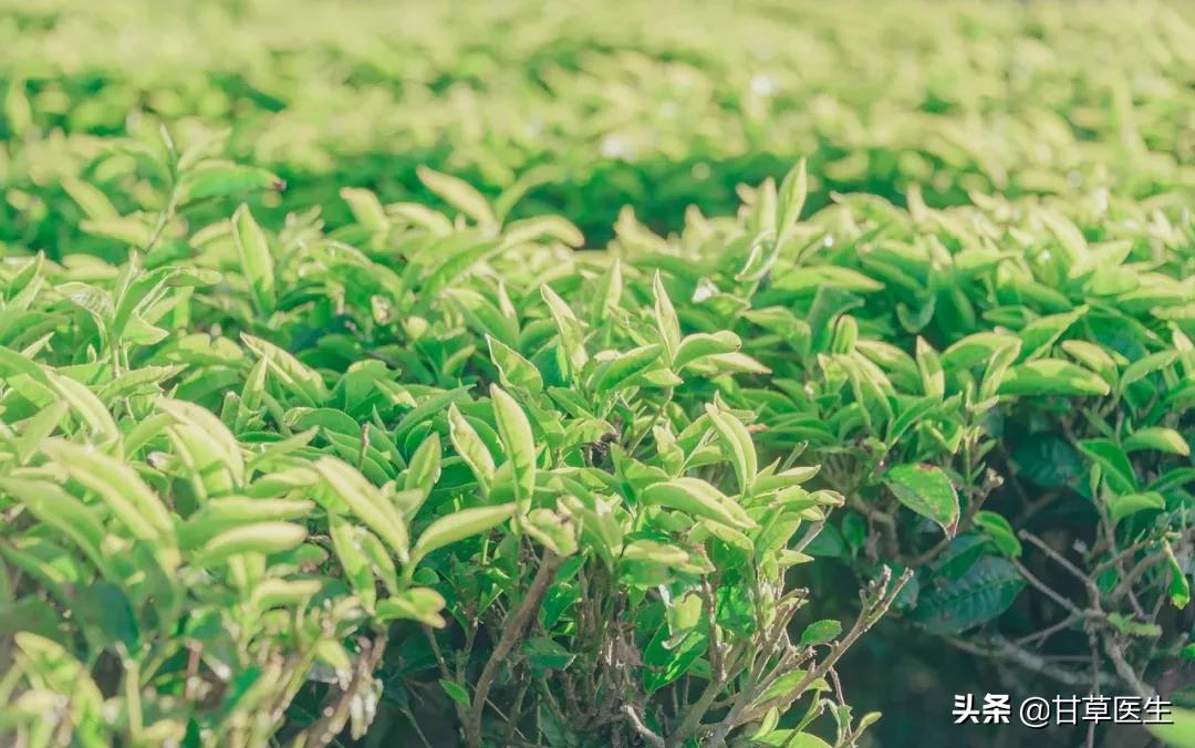 为什么减肥那么难喝口凉水都长肉,喝凉水都长肉是什么体质