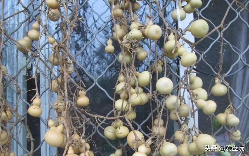 各种手串盘出包浆,快要包浆的手串怎么盘