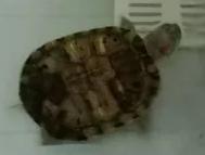 巴西龟怎么做骨骼标本,巴西龟骨骼结构