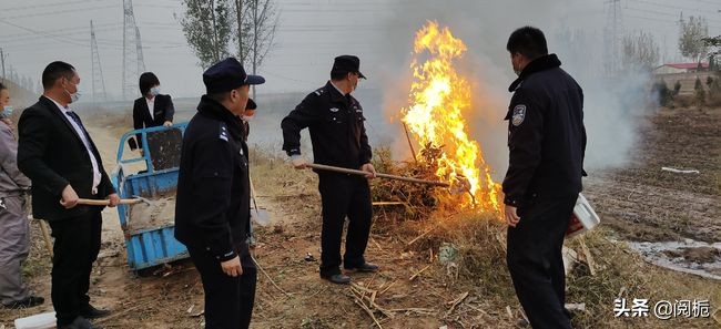 外来入侵物种，除了加拿大一枝黄花、小龙虾，你还知道哪些？
