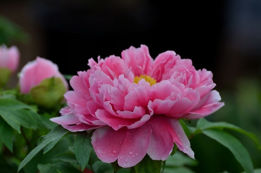 社戏导学案,社戏第一课11段仿写