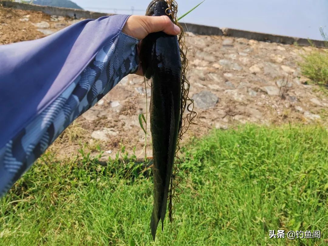 路亚黑鱼雷蛙与主线的连接方法,路亚钓黑鱼雷蛙的方法与技巧