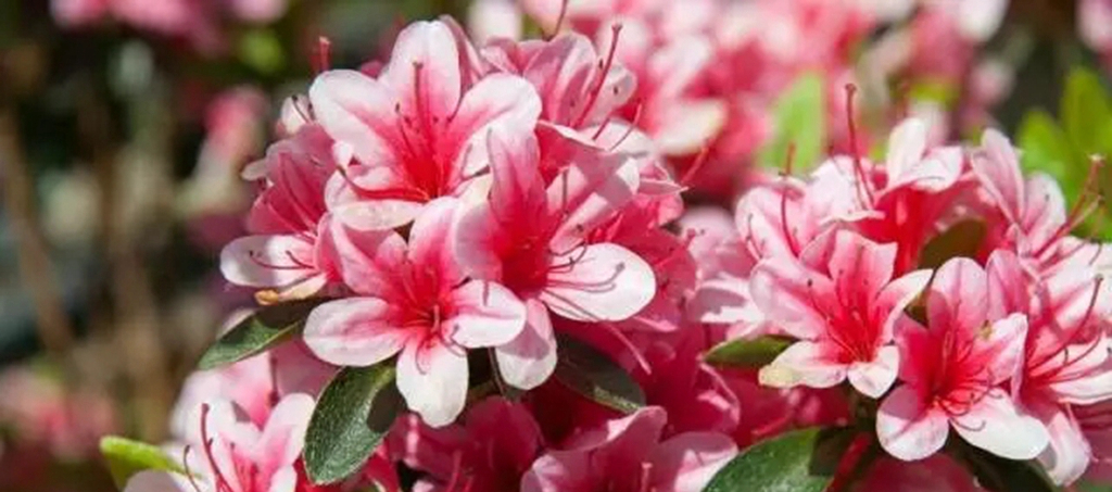 我的杜鹃缺水了怎么补救,我的杜鹃花叶子发黑掉落咋办