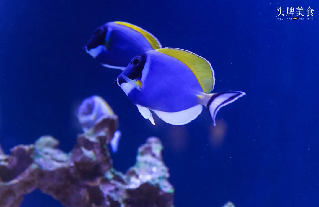 绚丽珊瑚海300+种海底生物，火爆盆友圈的网红打卡圣地就在中山路