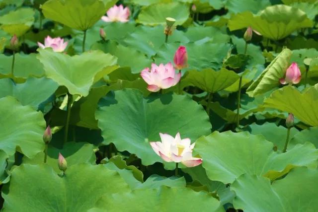 那些令人惊艳绝伦的情书,6行最惊艳的情书