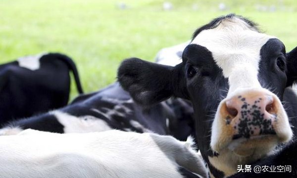 奶牛养殖关键控制点有哪些,奶牛的饲养方法和注意事项