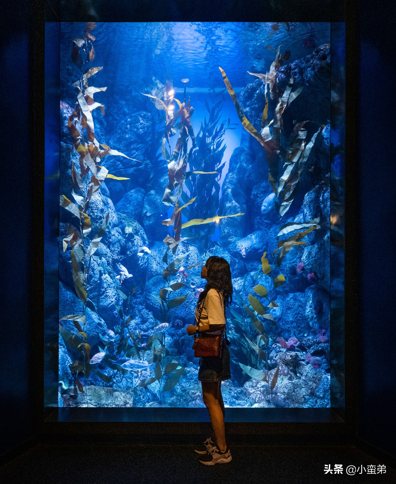 5年之许，小白逆袭重返新加坡