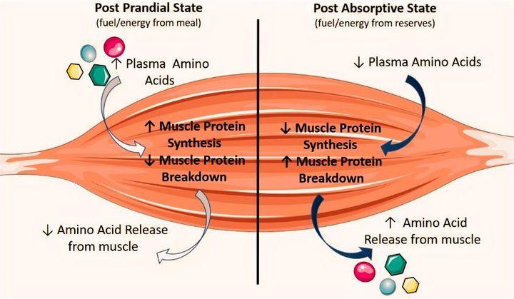wildfieldhealth蛋白粉测评,wildfieldhealth蛋白粉