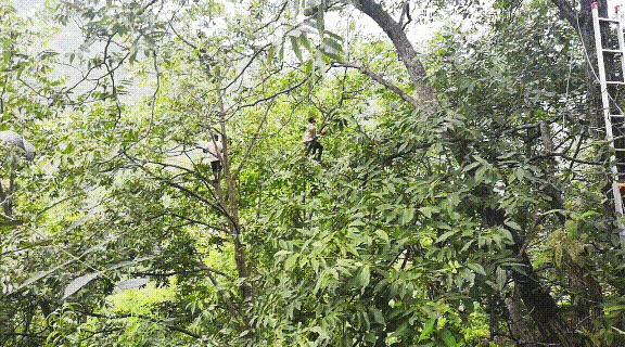 爬20米高用竹竿打下的这口“老树鲜核桃”，脆嫩鲜甜，别处买不到