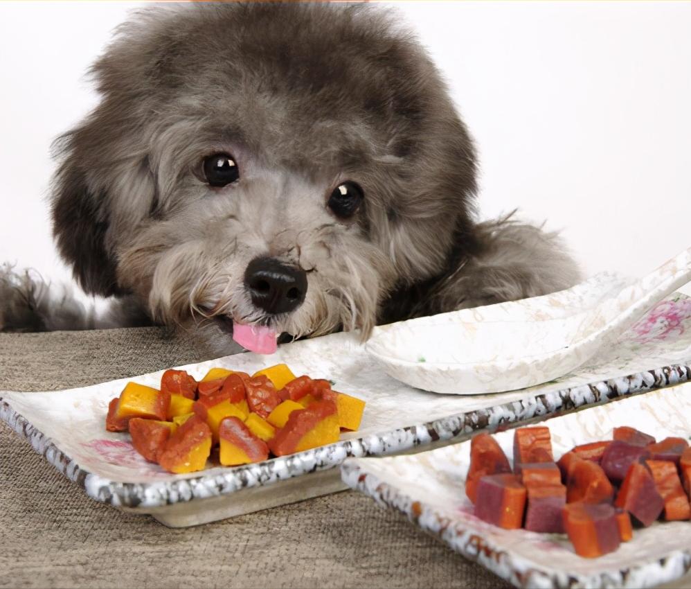 挑食的泰迪吃哪种狗粮,泰迪挑食泡狗粮用勺子喂