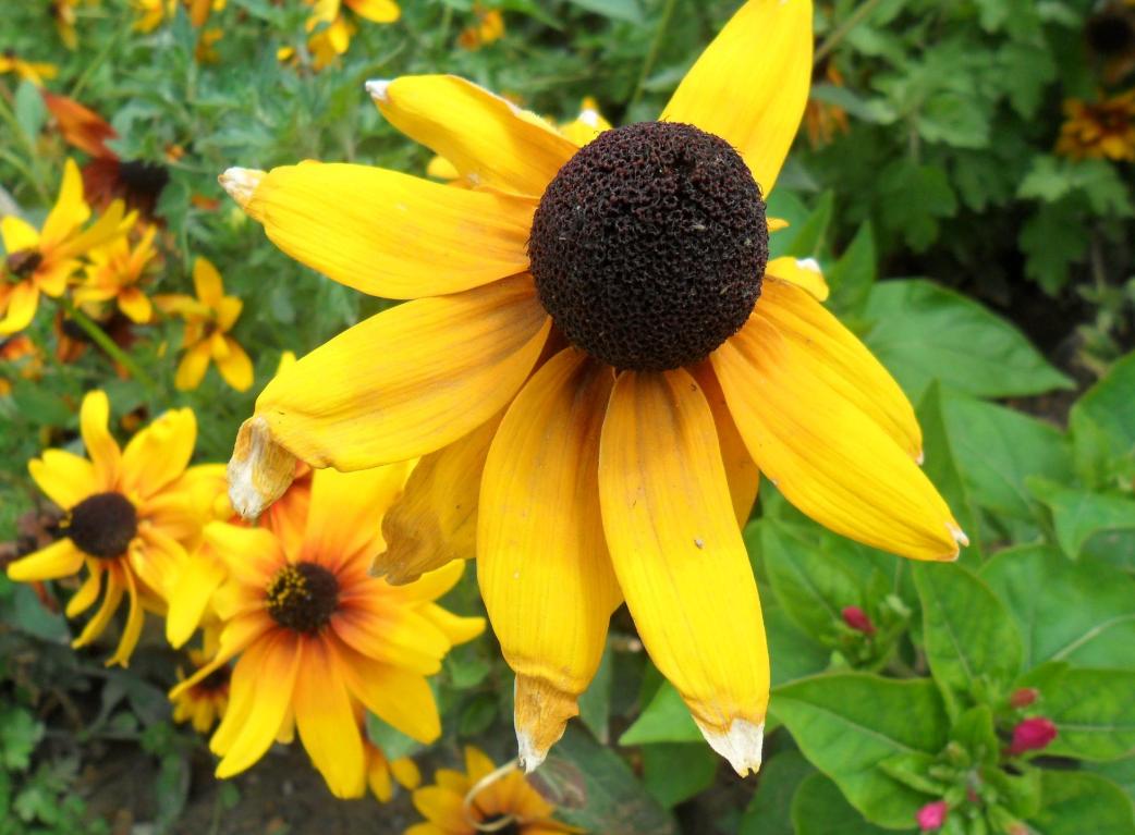 黑心菊开花持续时间,黑心菊冬天如何催花