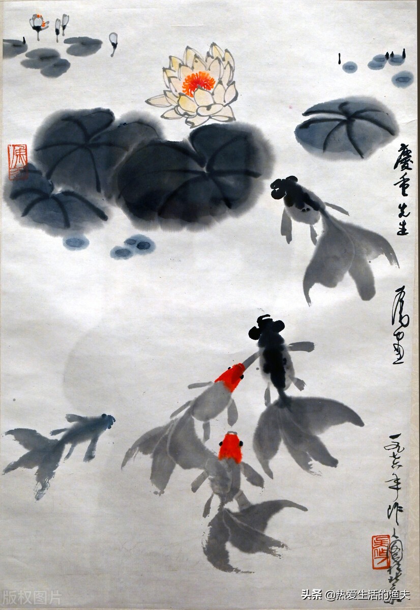 金鱼五六天不喂食会饿死吗,金鱼几天不喂食会不会死掉