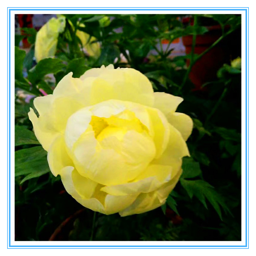 赞牡丹花古诗词,国色天香牡丹展古诗