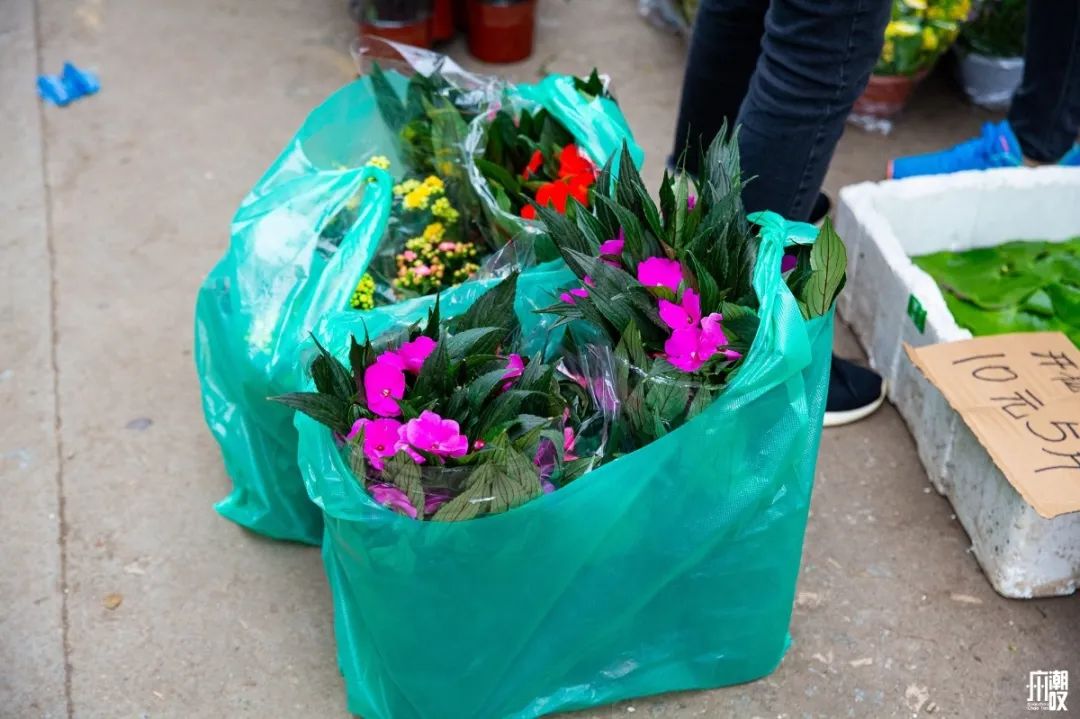 广州最便宜的花卉市场1块钱,广州岭南花卉市场买花攻略