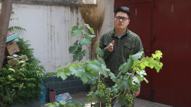 自家葡萄长得不美观什么原因,为什么自家种的葡萄不容易一起熟