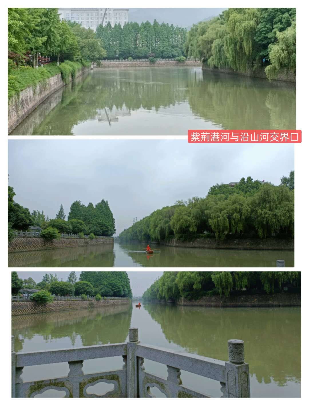 紫荊港源紫荊花紫荆港河穿八桥绿道两岸垂钓人双手活柯野生甲鱼